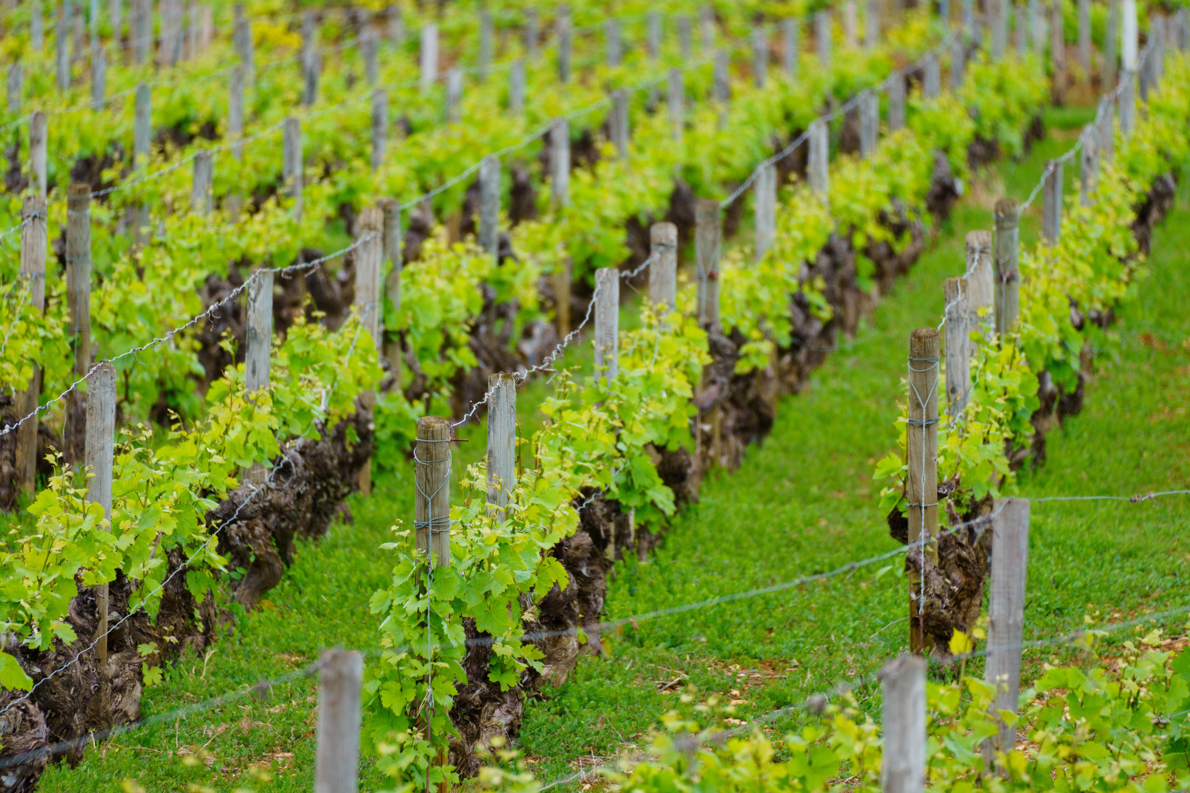 santenay, cote d'or (2).webp
